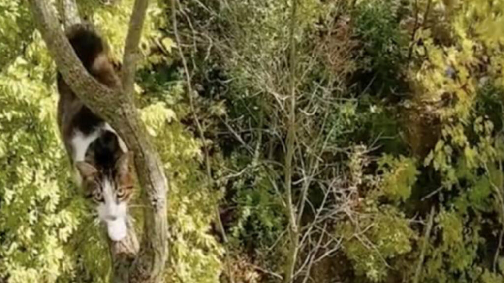 Gatto rimane incastrato sull’albero