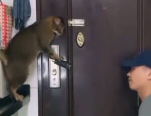 Gatto viene addestrato dal padrone ad aprire la porta di casa