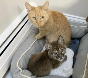 Honeybun, la gatta che si prende cura di un “gatto” diverso