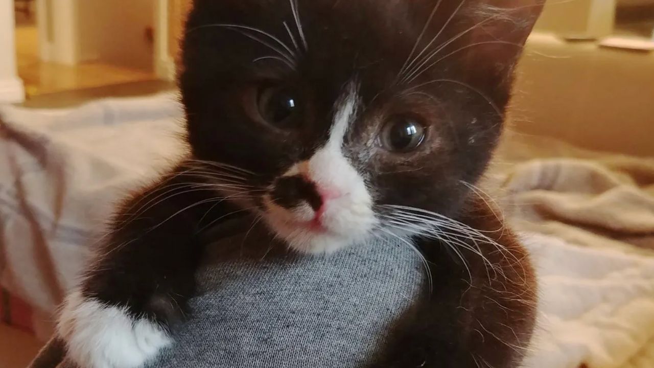 Gattino gioca a nascondino con la madre