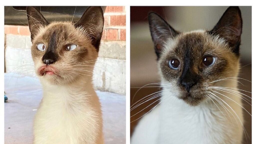 Il gattino strabico dal pelo bianco