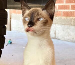 Il gattino strabico con le labbra deformi si trasforma dopo essere stato adottato (VIDEO)