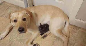 Il gattino viene “occultato” dal suo amico cane per far in modo che nessuno giochi con lui