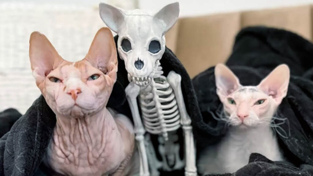 Il gatto insieme ad uno scheletro di gatto