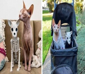 Il gatto si è innamorato perdutamente della decorazione di Halloween: sono inseparabili