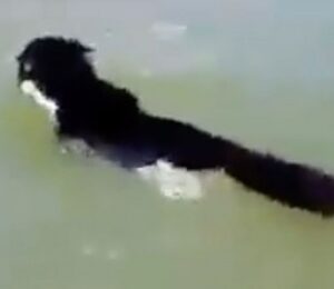 Il gatto adorabile nuota lungo un tratto di mare per stare con il suo amato proprietario: sembra un castoro