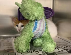 Il minuscolo gattino porta il suo drago dal veterinario per aiutarlo a sentirsi più coraggioso