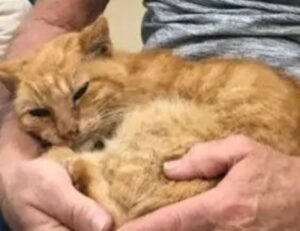 Junior, il gatto ritrovato 14 anni dal suo proprietario soltanto per riuscire a dirgli addio