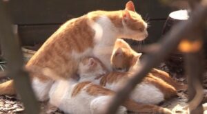 La gatta randagia ha fatto il possibile per nutrire i suoi gattini, anche se era ferita e dolente