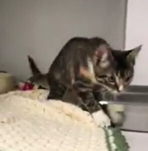 La gattina twerka in un video ma il motivo per cui lo fa non è affatto divertente