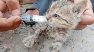 La miracolosa trasformazione di un gattino appena nato, abbandonato e maltrattato