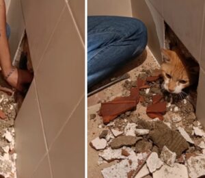 La ragazza ha rotto una vasca da bagno per salvare il suo gatto che era rimasto intrappolato all’interno