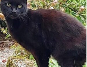 L’anziana donna si è salvata grazie al suo gatto che ha chiamato i soccorritori