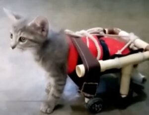 L’uomo crea una sedia a rotelle per il suo gatto che era stato attaccato da un cane