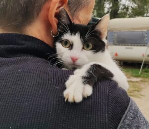 Macchia: destinata a rimanere in gattile ha bisogno di una nuova famiglia