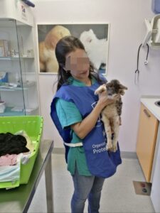 Micky Garù, il gattino di 3 mesi trovato in fin di vita per strada