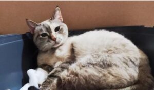 Gatto abbandonato perché ipovedente: ora cerca una casa per sempre, dove dare e ricevere amore