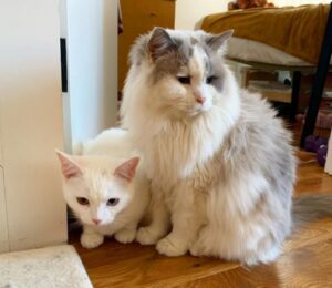 Mopps and Brooms, i gatti che si sono amati sin dal primo incontro