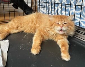 Morfeo, il gatto che dormiva sulle foglie e al freddo