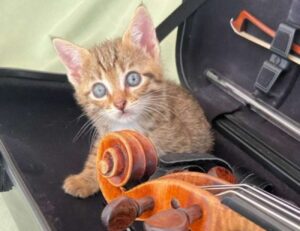 Non c’è una ninna nanna più bella: la gattina si addormenta mentre la sua mamma suona il violino