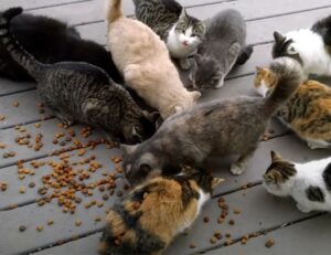 Ogni giorno un uomo si sveglia con un coro di gatti che cantano di fronte alla sua porta