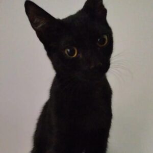 Pilky, dolcissima gattina nera cerca una famiglia per sempre: aiutiamola