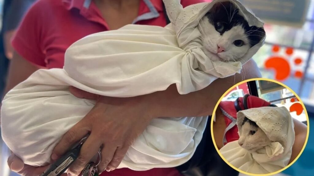 gatto avvolto in un lenzuolo