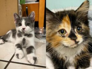 Pumpkin e Spice, le gattine che ce l’hanno fatta