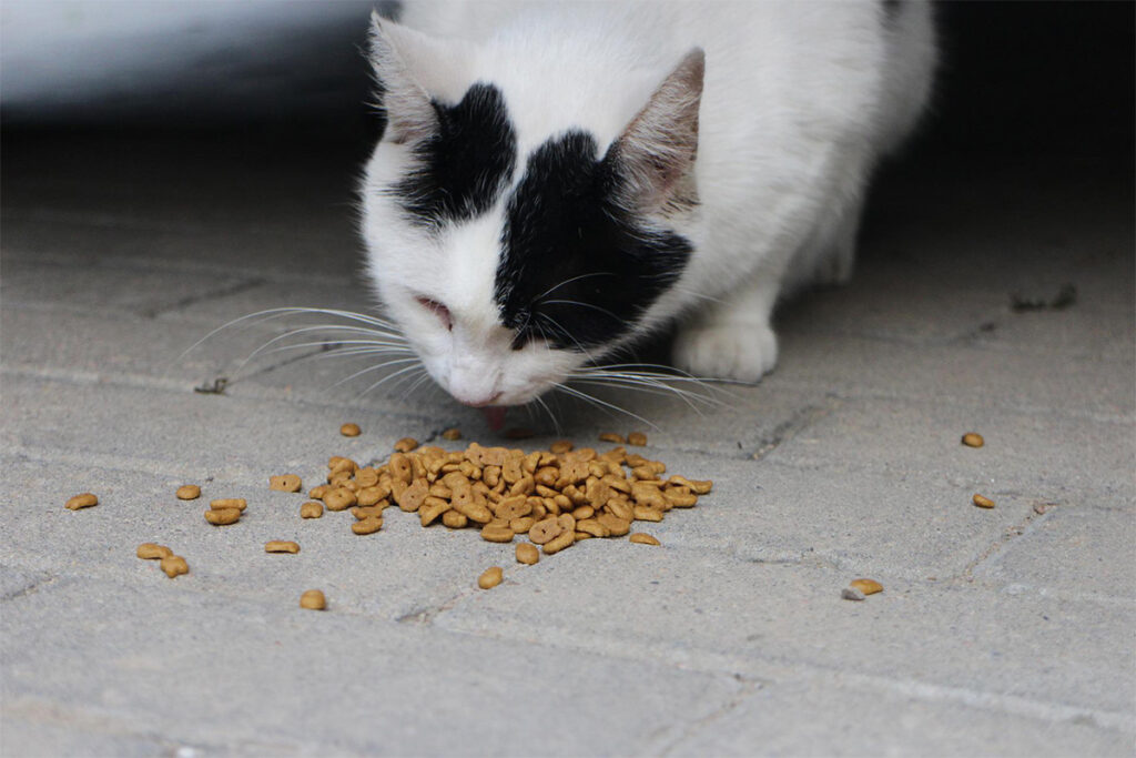 Quanto deve mangiare il gatto per star bene