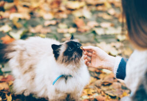 Quanto deve mangiare il gatto per rimanere sempre in forma?