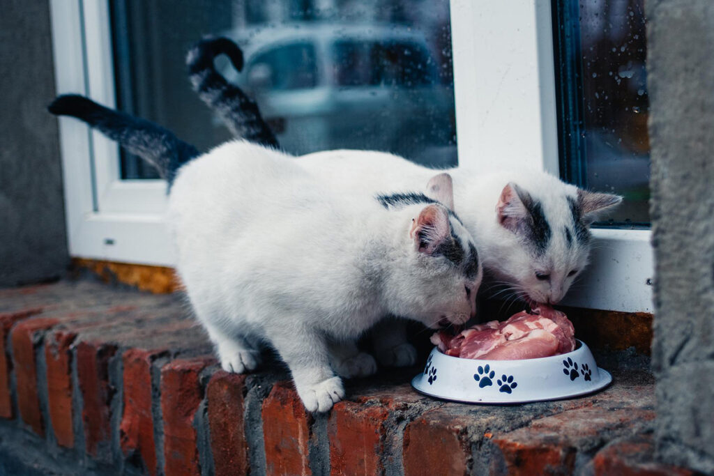 Quanto deve mangiare il gatto carne cruda