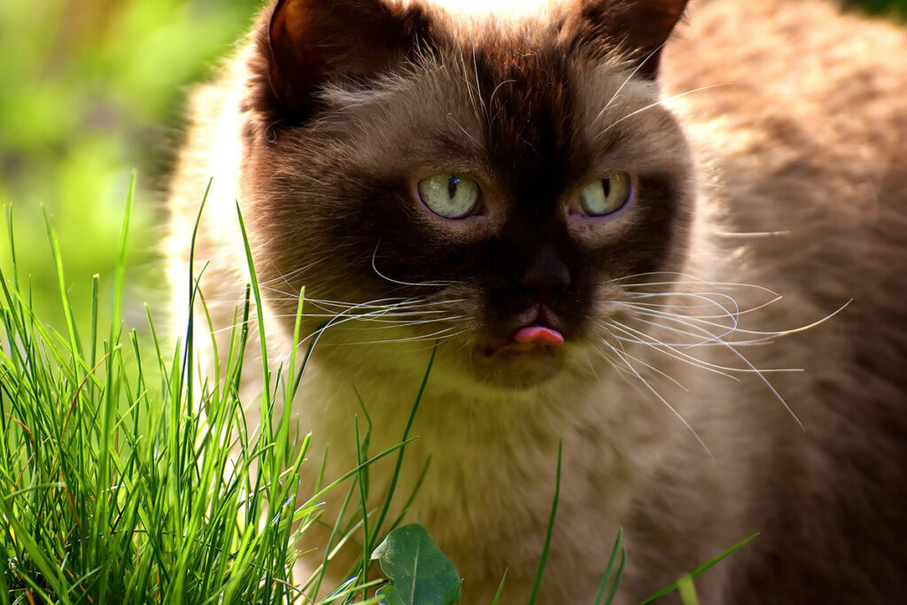 Quanto deve mangiare il gatto goloso