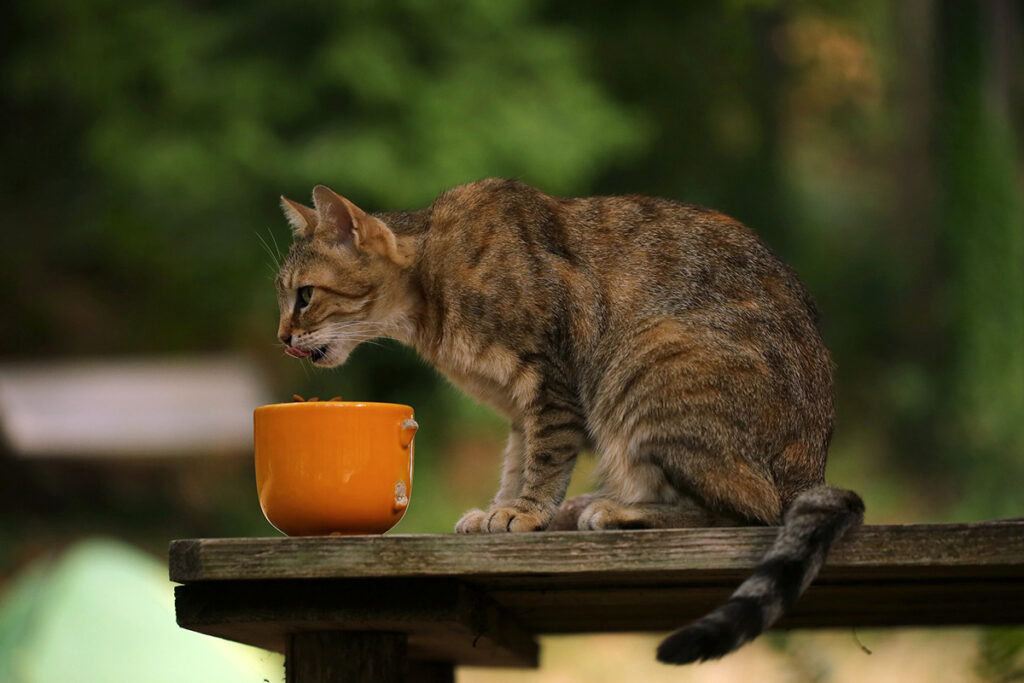 Quanto deve mangiare il gatto che vive all'aperto