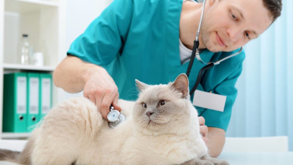 veterinario e gatto