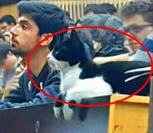 Questo gatto è davvero il collega universitario migliore che si possa desiderare