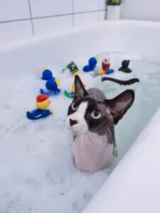 gatto che fa il bagno
