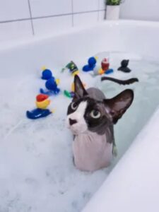 Questo gatto impazzisce di gioia ogni volta che il suo papà fa il bagno