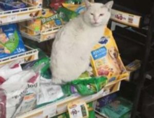 Questo intelligentissimo gatto randagio entra al supermercato e fa capire alle persone di cosa ha bisogno