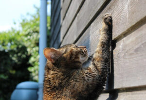 Cosa sapere sul territorio del gatto: come lo sceglie e come lo marca?