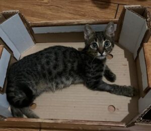 Toby: gattino tricolore per anni vissuto in gabbia cerca una nuova casa