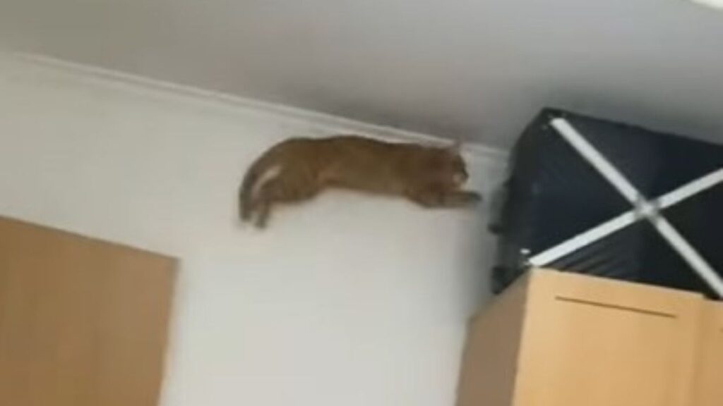 gatto salta