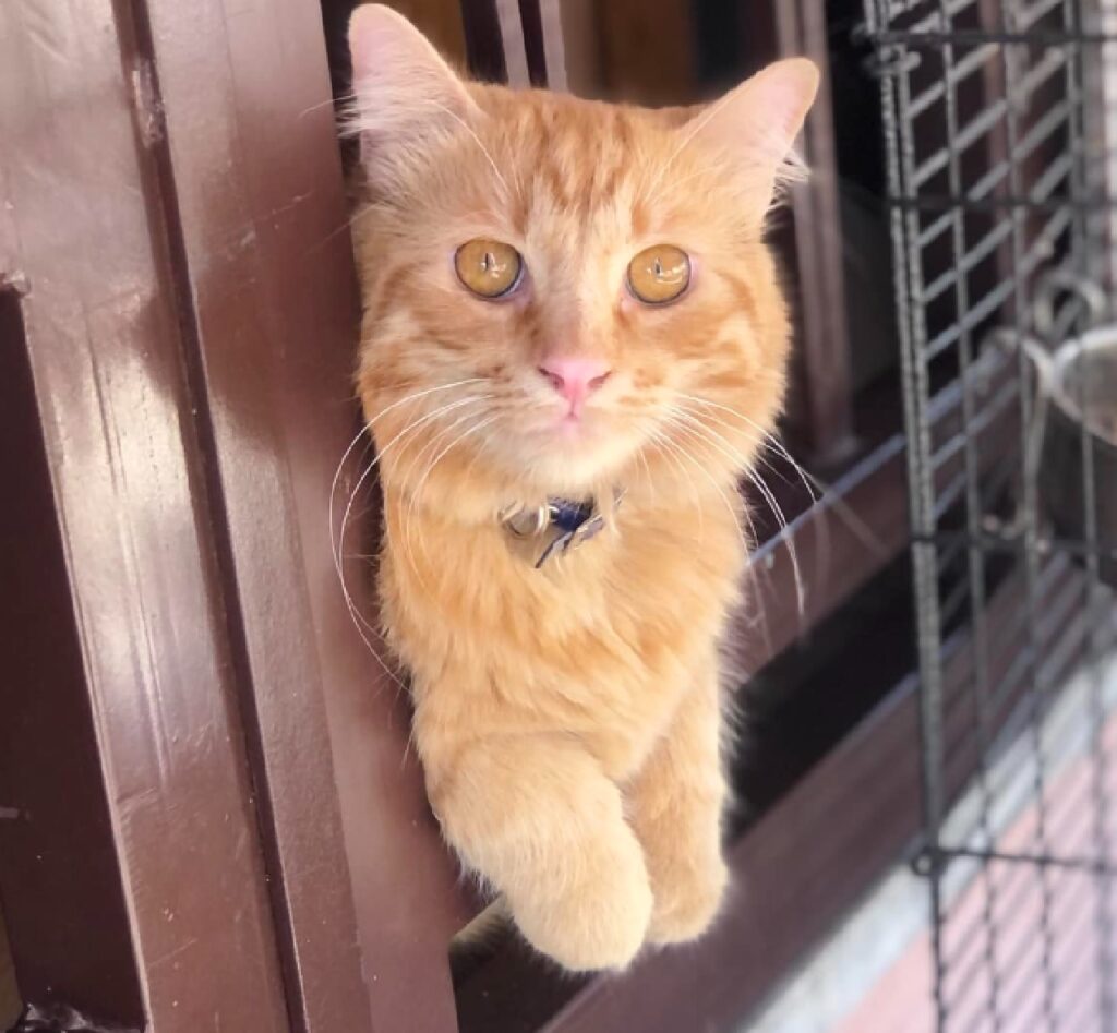 gatto rosso occhi giallo ocra