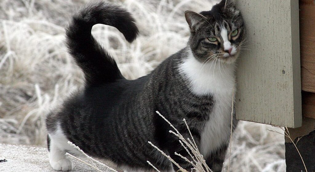 american shorhair tabby