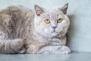 American Shorthair: tutti i colori e i tipi di pelo