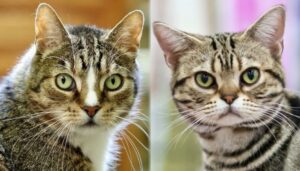 American Shorthair e Gatto Europeo: quali sono le differenze?