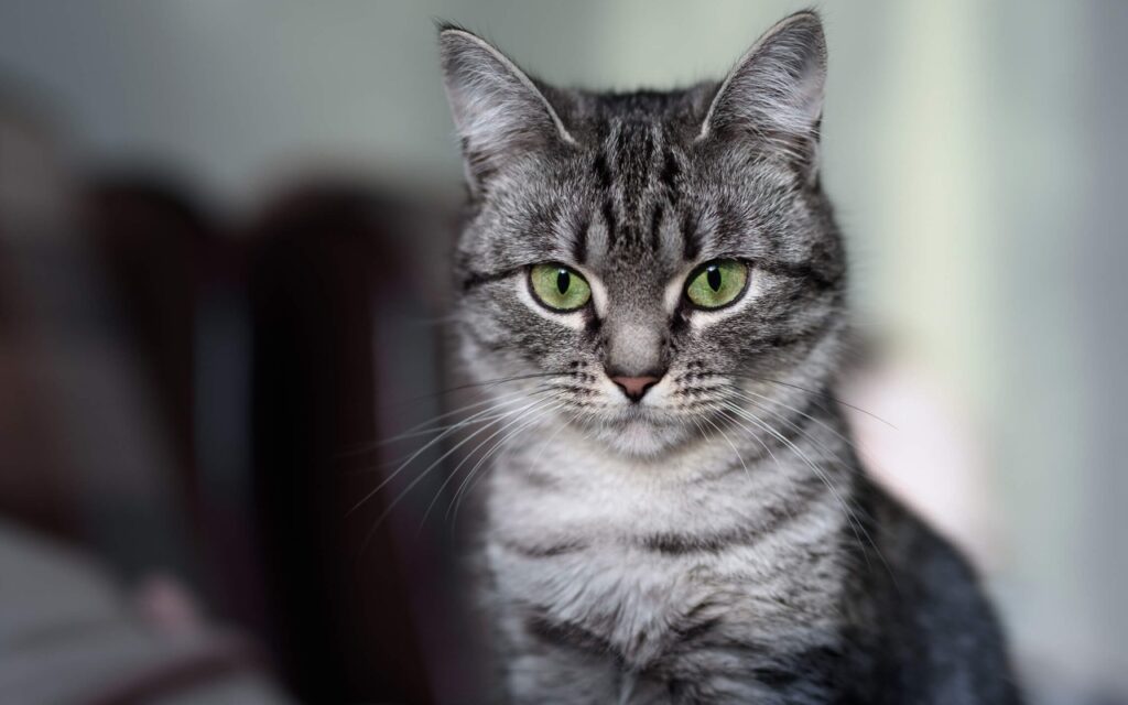 american shorthair grigio