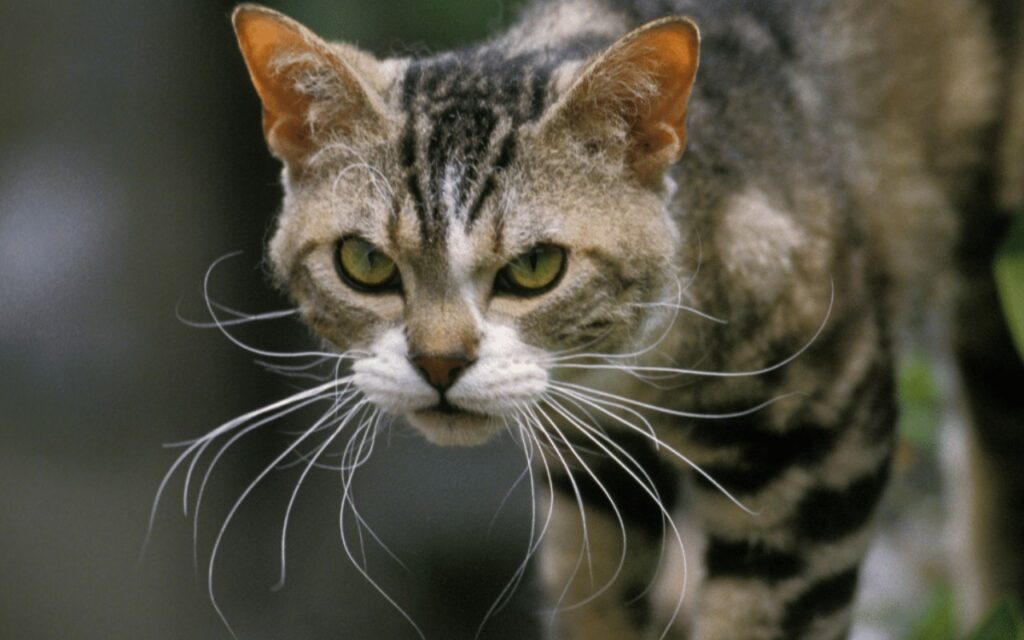 american wirehair tigrato