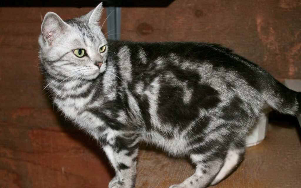 american wirehair silver tabby