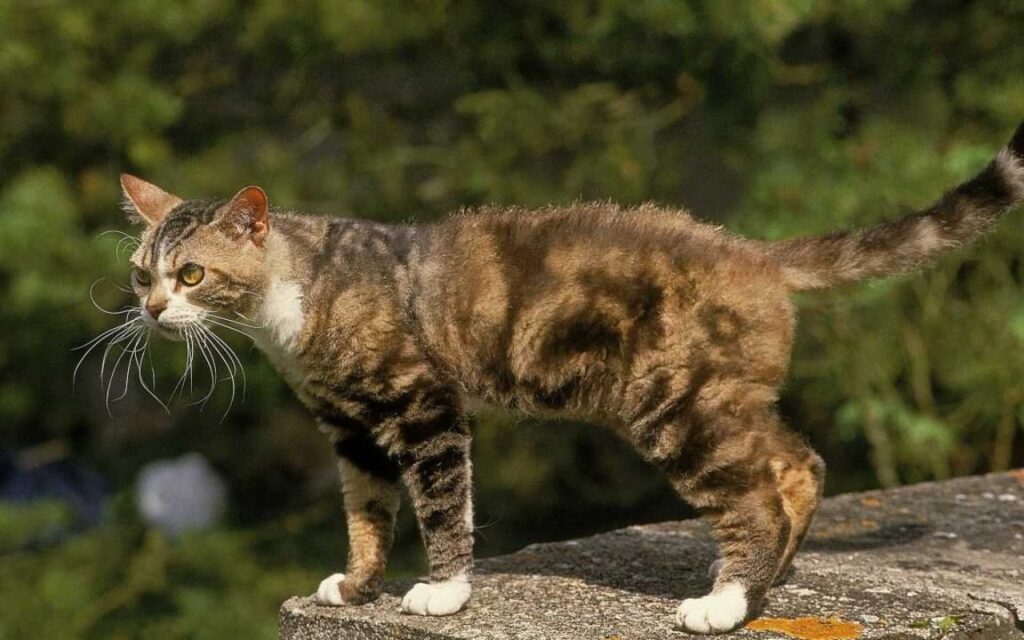 american wirehair con due colori