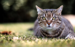 American Wirehair, colori e varianti: tutto quello che c’è da sapere